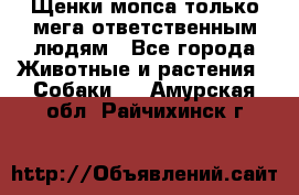 Щенки мопса только мега-ответственным людям - Все города Животные и растения » Собаки   . Амурская обл.,Райчихинск г.